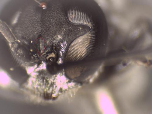 Réf. 315 387 : Trypoxylon figulus